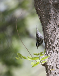 Black and White Warbler 2634